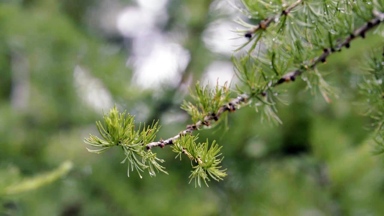 Closeup of Wet Larch Branch