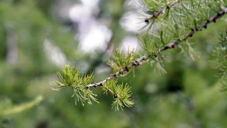 closeup of wet larch branch