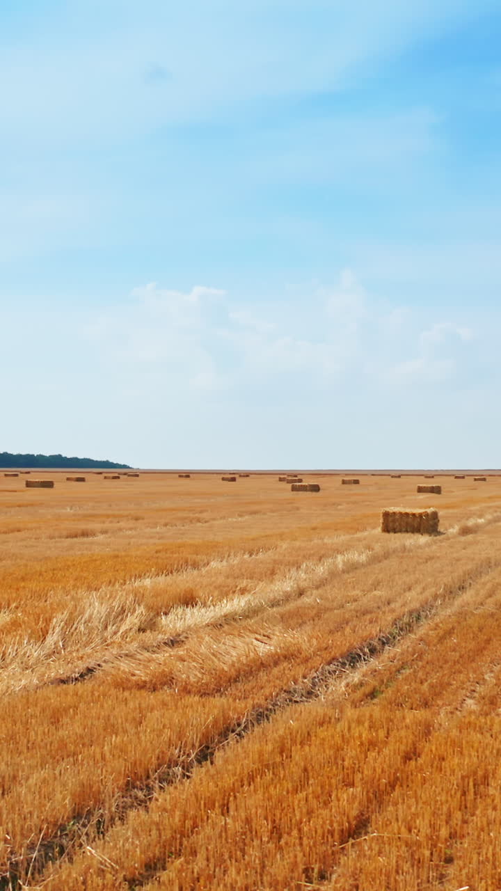 Bales of hay left on the vast field after harvesting wheat. Drone footage along the field at blue sky background. Vertical video