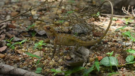 female oriental garden lizard lift her head at a garden