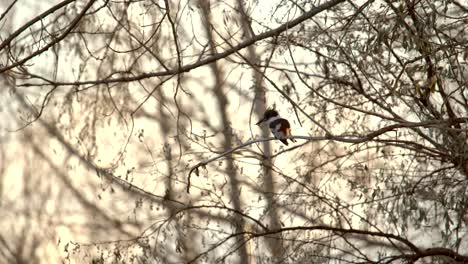 belted kingfisher perching on tree branch