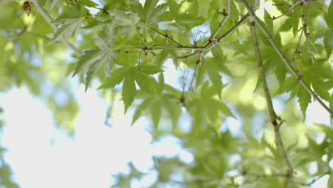 close up of tree branches with green leaves on sunny day