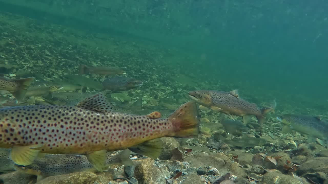 Salmone atlantico selvatico e trota stazionano in un tratto tranquillo di un fiume norvegese in inverno
