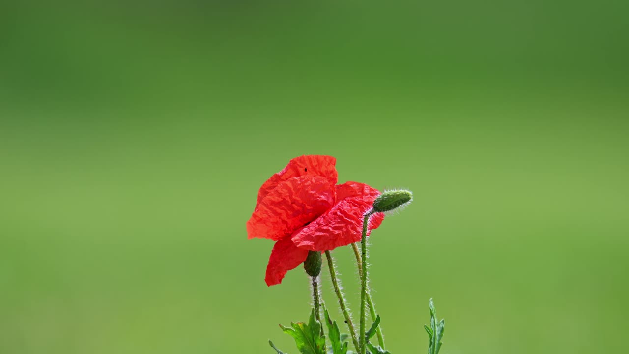A vibrant red poppy flower stands tall against a smooth, green blurred background. The delicate petals and slender stems are captured in sharp detail, emphasizing the simplicity and elegance of nature