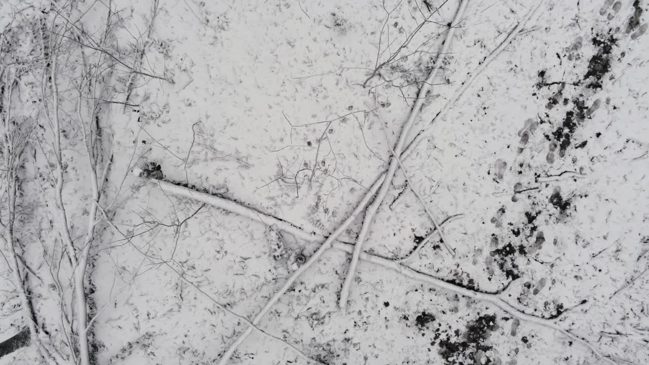 antena de arriba hacia abajo de ramas de madera cubiertas de nieve y pasos en el bosque durante el invierno
