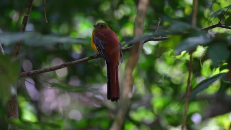 Orange-breasted-Trogon,-Harpactes-oreskios,-4K-Footage