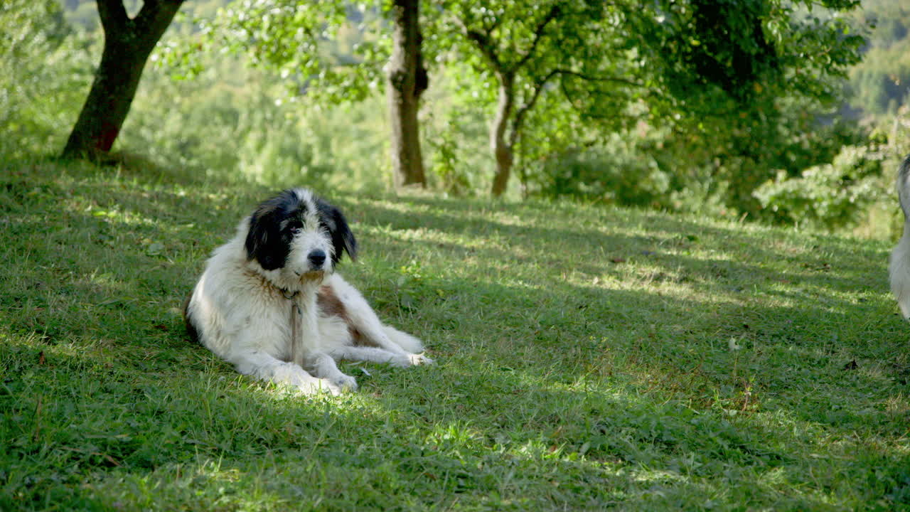 un viejo y desaliñado y lindo perro pastor micrítico de los cárpatos yace en un huerto, rumania