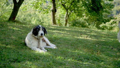 a scruffy cute old carpathian micritic sheep dog lies in an orchard, romania