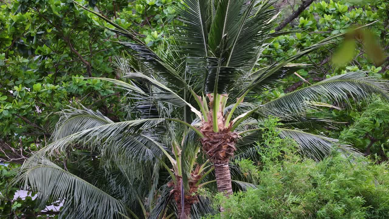 las palmeras se balancean vigorosamente en una tormenta tropical, mostrando el poder y la resiliencia de la naturaleza contra los fuertes vientos