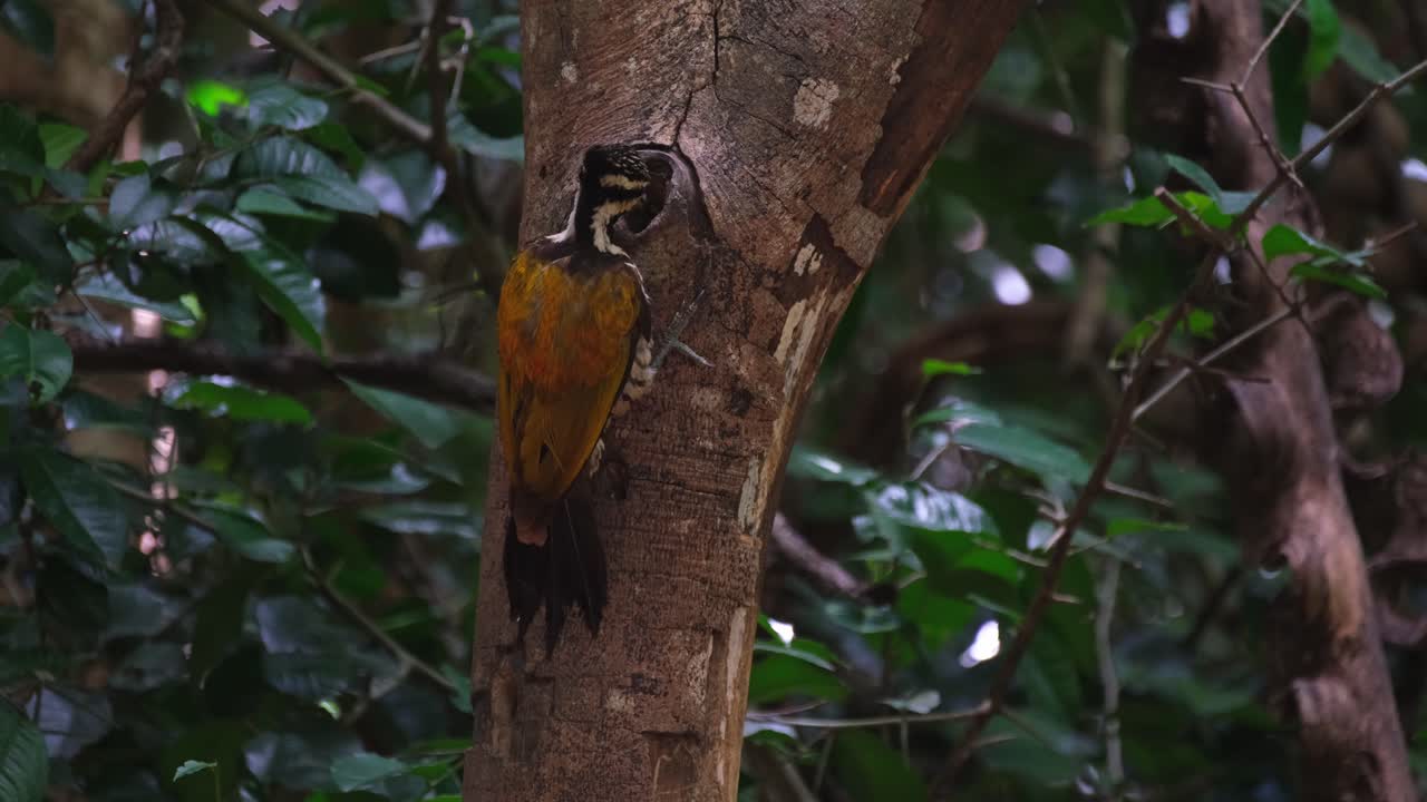 picando a través de un pequeño agujero de un árbol, un macho de flameback común dinopium javanense está buscando algo de comer fuera de la zona forestal del parque nacional kaeng krachan en tailandia
