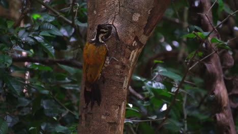 picando a través de un pequeño agujero de un árbol, un macho de flameback común dinopium javanense está buscando algo de comer fuera de la zona forestal del parque nacional kaeng krachan en tailandia