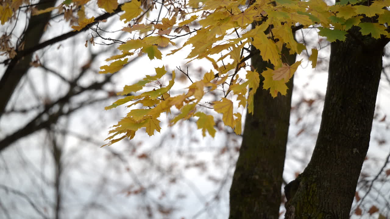 Yellow maple leaves on tree in overcast light