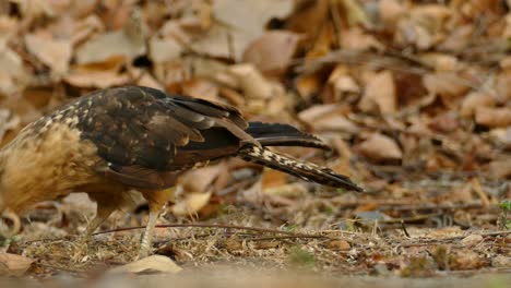 poor caracara bird struggling to survive with twisted and overgrown beak