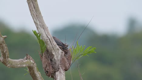 Visto-Desde-Atrás-Sobre-El-Nido-Y-Luego-Salta-Para-Cuidar-De-Sus-Polluelos,-Golondrina-Cenicienta-Artamus-Fuscus,-Tailandia