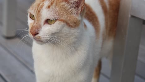 a cat lounging and observing its surroundings.