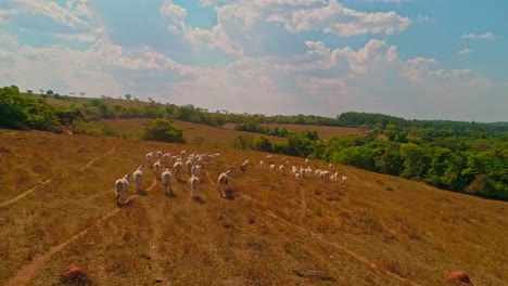 slow motion drone shot chasing a herd of cattle in a dry arid field