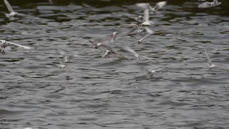 Terns-and-Gulls-Skimming-for-Food-are-migratory-seabirds-to-Thailand,-flying-around-in-circles,-taking-turns-to-skim-for-food-floating-on-the-sea-at-Bangpu-Recreational-Center-wharf