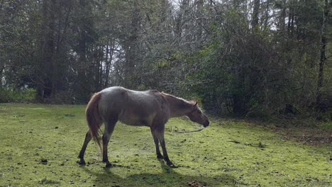 Close-up-shot-of-happy-horse-turning-on-the-wet-grass-during-rainy-day