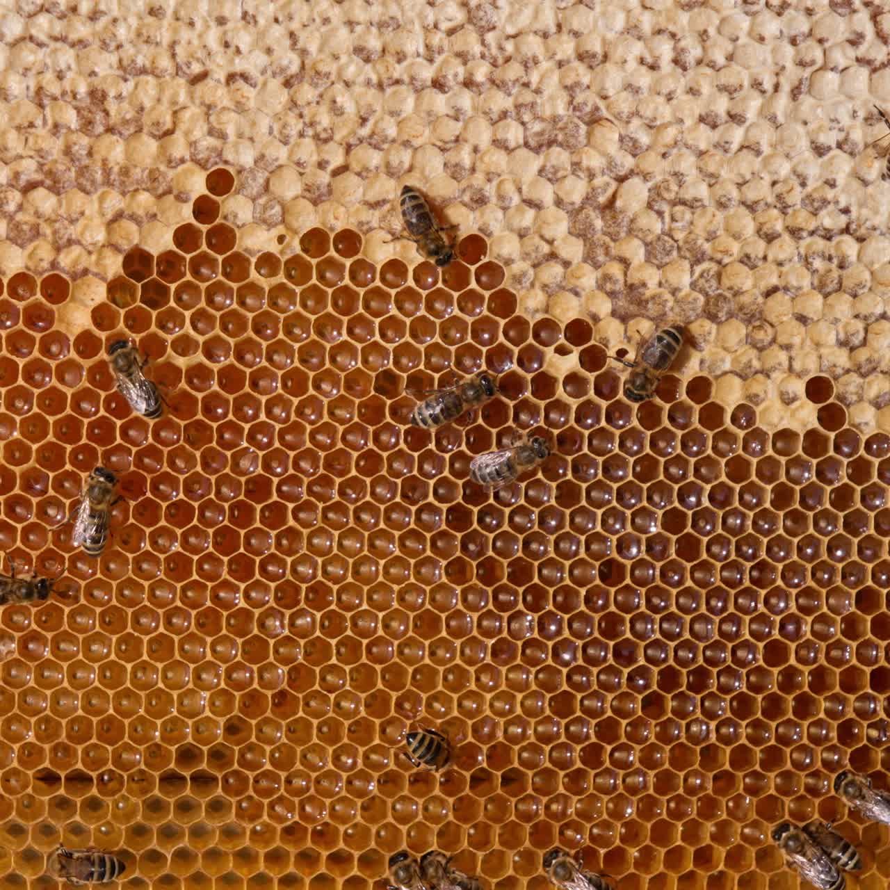 Honey frame with half-sealed honeycombs ready for honey harvesting. Some bees crawling by the wax cells. Close up