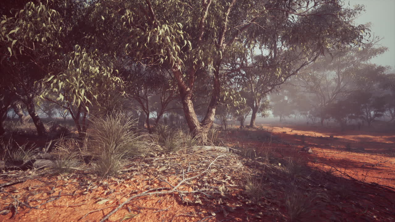 bosque de eucaliptos en el interior de australia