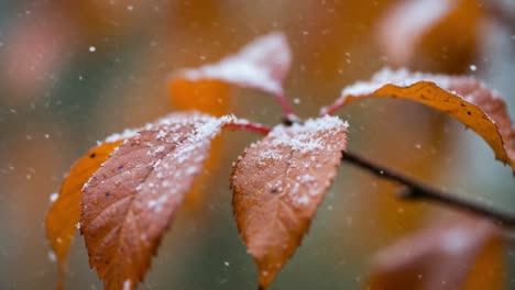 capturing the serenity of autumn leaves covered in snowflakes: a beautiful transition from fall to winter in nature's wonder