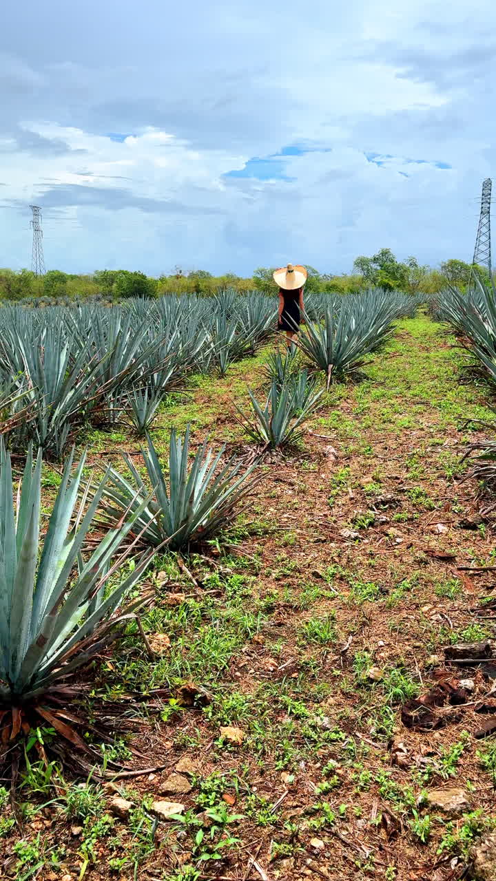 Woman in straw hat walking through blue agave field. Back view of a woman in a black dress and large hat walking between rows of blue agave plants
