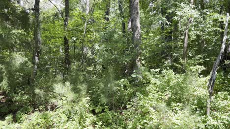 Grüner-Hintergrund-Von-Bäumen-Und-Pflanzen