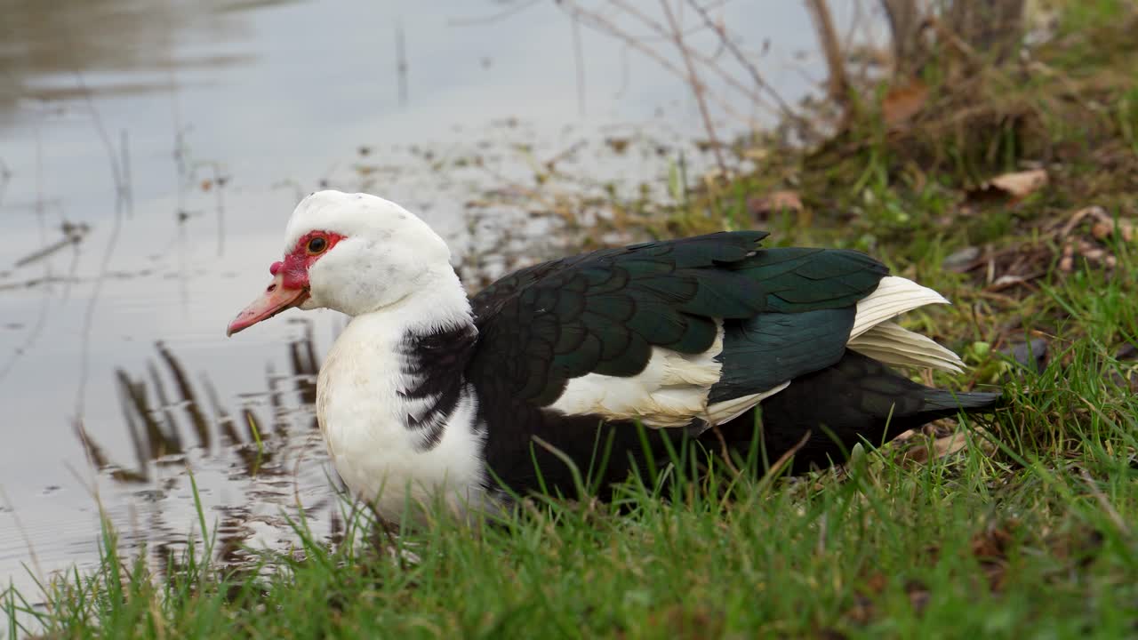 el pato se para en la orilla del lago y busca comida en el agua con su pico