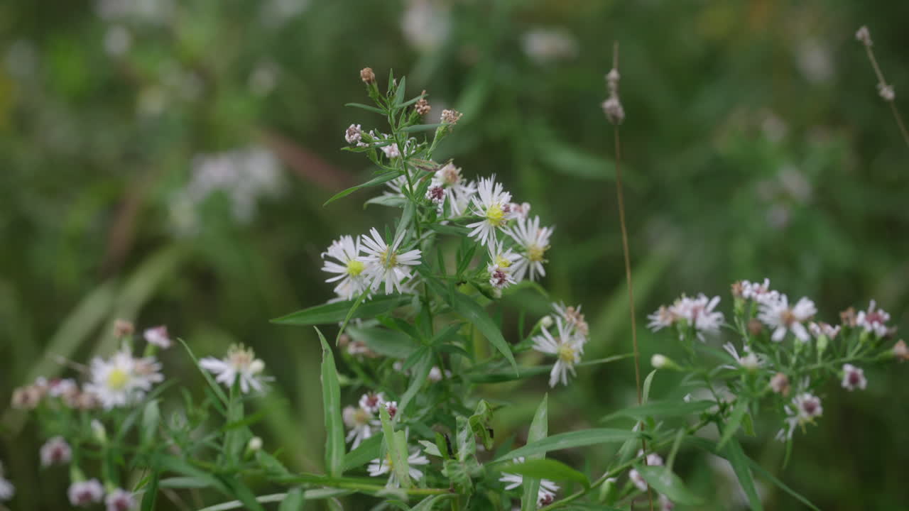 un grupo de hermosas flores se mueve lentamente en el viento
