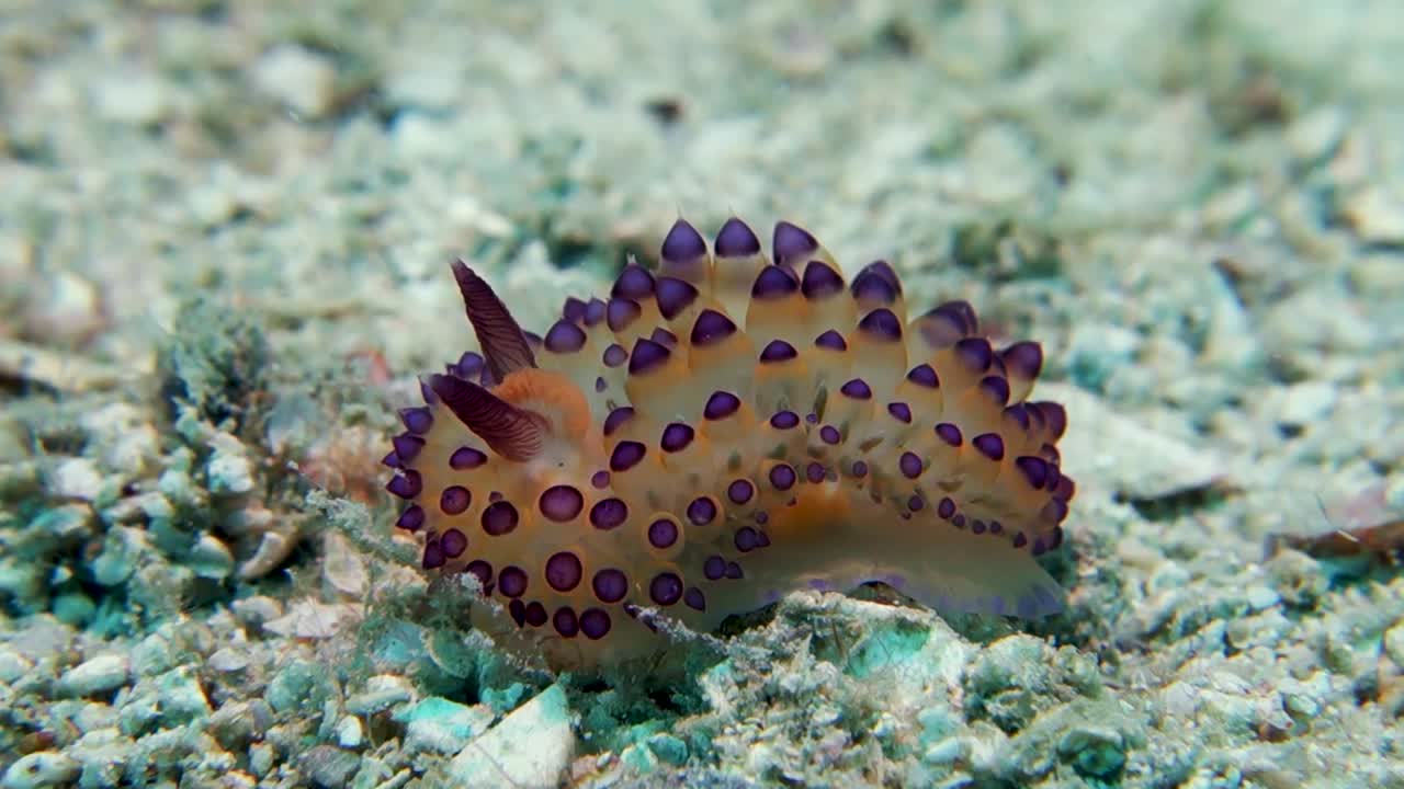Nudibranco Janolus che striscia con i cerata ondeggianti in una forte corrente