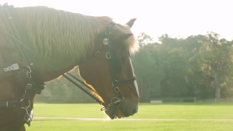 a brown horse pulls a carriage on a plantation in the lowcountry of south carolina at sunrise