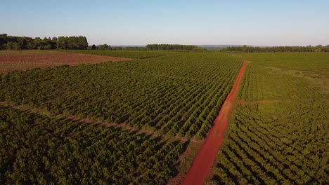 Paisaje-Aéreo-A-Través-De-Plantaciones-De-Yerba-Mate,-Bebida-Tradicional-De-Argentina