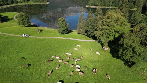 agricultura vida en europa suiza conduciendo un camión blanco en la carretera rural en las tierras altas de la naturaleza alpina cerca de un hermoso paisaje maravilloso lago glorioso refleja la vista de la montaña paisaje