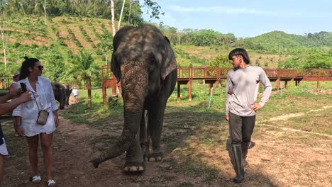 personas que se involucran con un elefante suave al aire libre