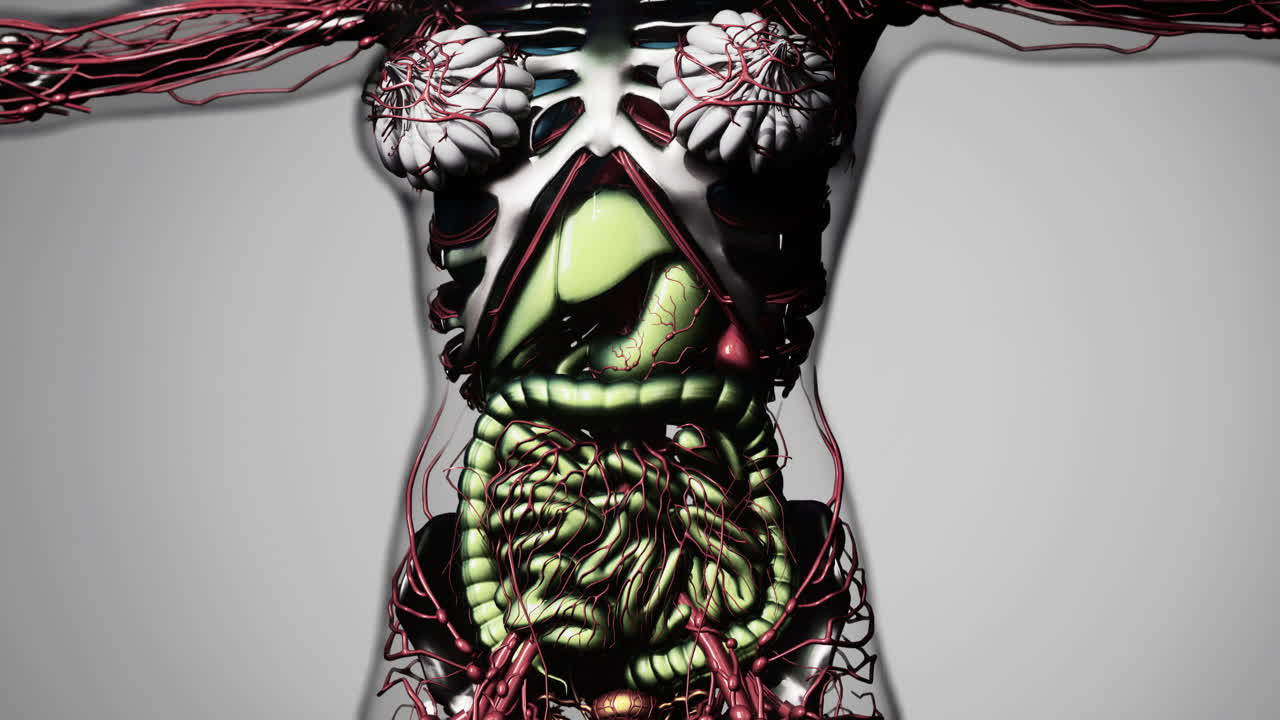 animación de los órganos internos humanos