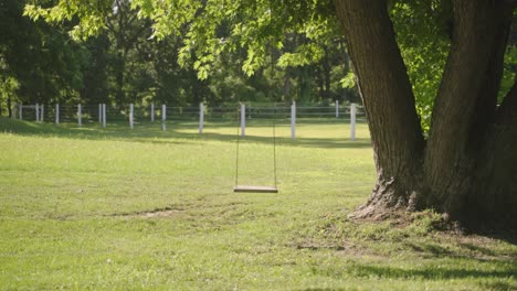 profile view of tree swing under large tree during daytime.