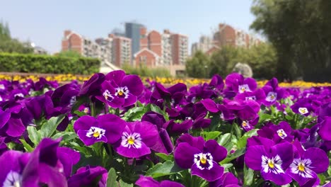 viola flowers in front of shanghai cityscape in blurred background