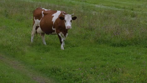 cow in a field