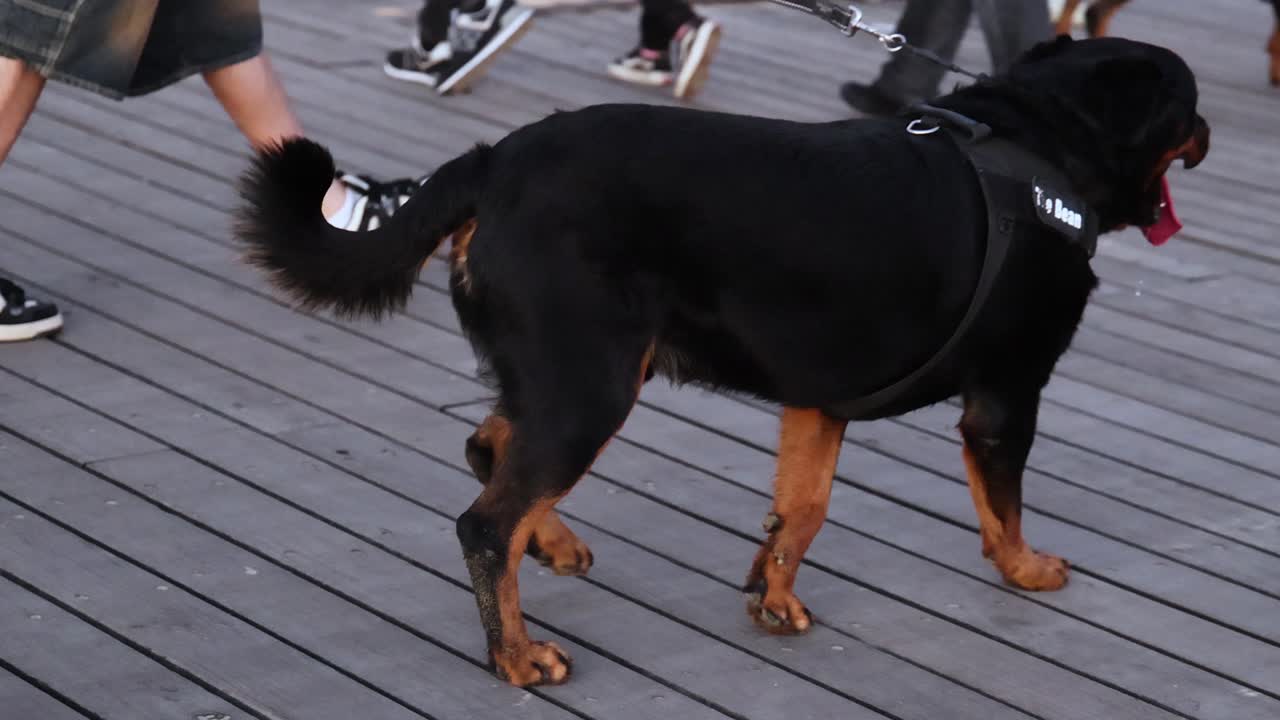 ротвейлер на поводке, гуляющий с хозяином.