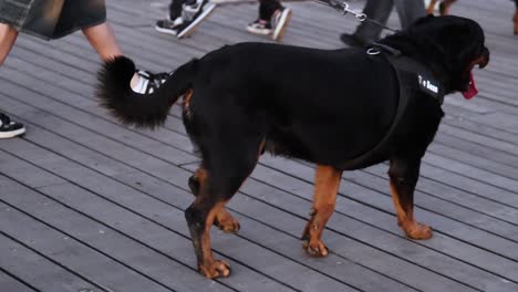 rottweiler on leash walking with owner