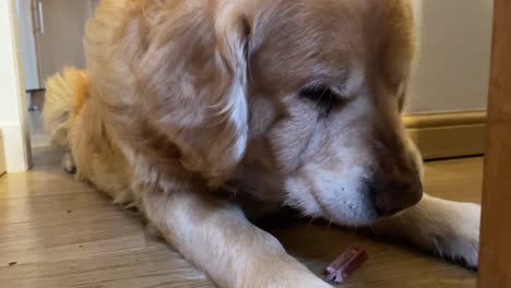 close-up shot of a golden retriever finishing a treat lying down and drooling