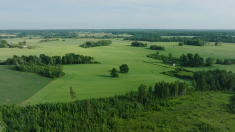 Aerial-establishing-view-of-ripening-grain-fields-at-sunset,-organic-farming,-countryside-landscape,-production-of-food,-nordic-woodland,-sunny-summer-afternoon,-wide-drone-shot-moving-forward