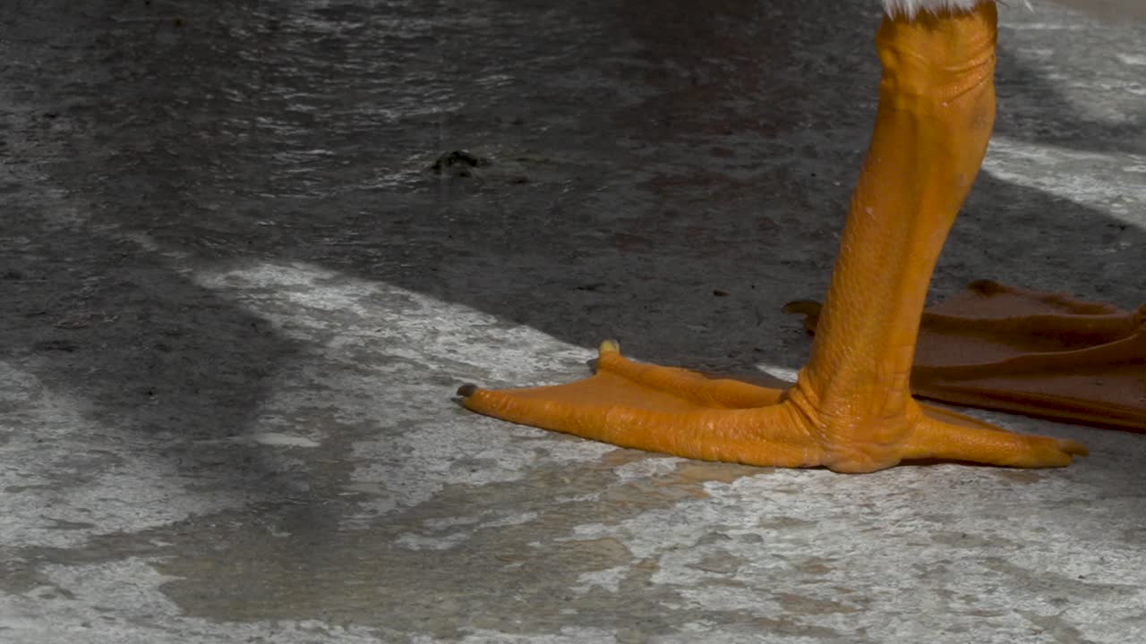 Pelicans living, flying and swimming at the small town of Petatan ,Mexico by the Chapala lake