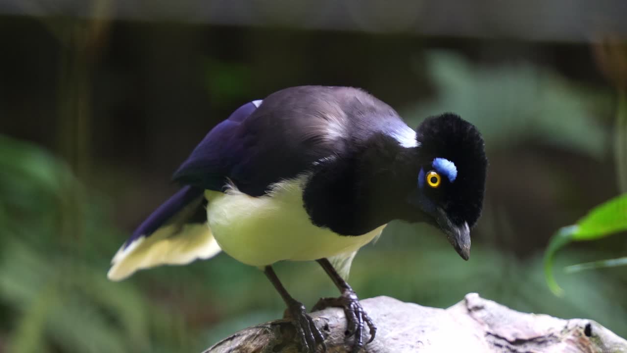 En Plystopsjø (Cyanocorax chrysops) siddende på grenen og nysgerrigt kiggende sig omkring, nærbillede.