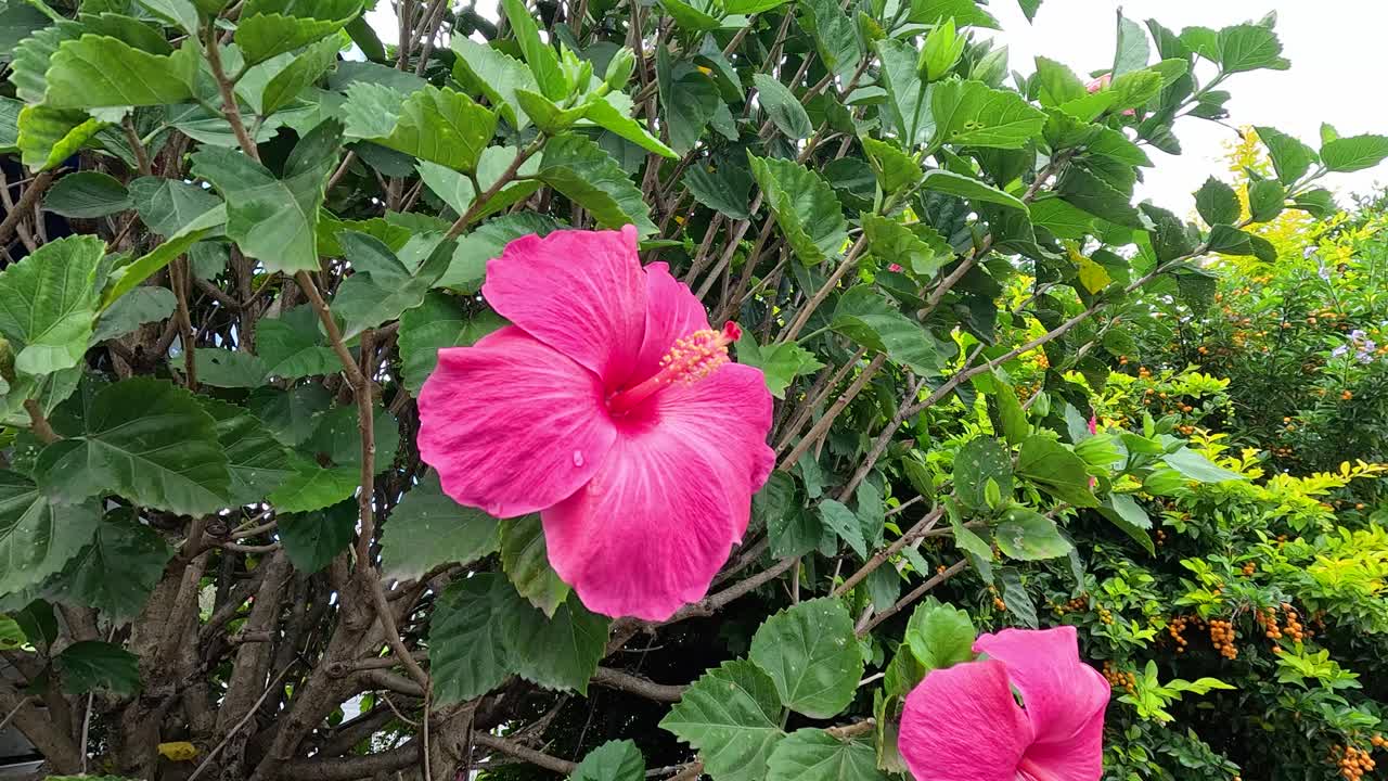 A vivid pink hibiscus flower amidst dense green foliage under natural daylight, showcasing tropical garden beauty