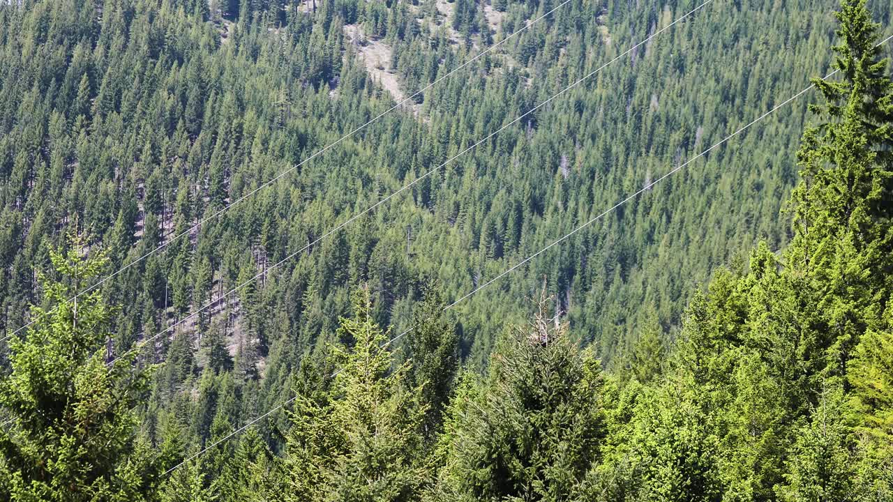 aventura turística en helicóptero volando y navegando bajo a lo largo de un exuberante bosque verde - estática aérea
