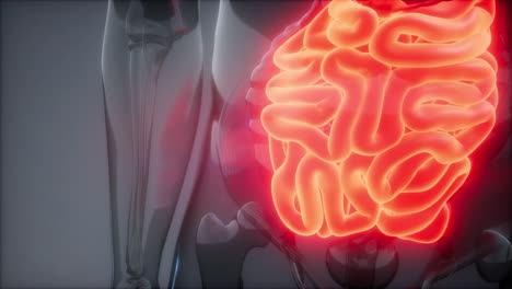 human small intestine radiology exam