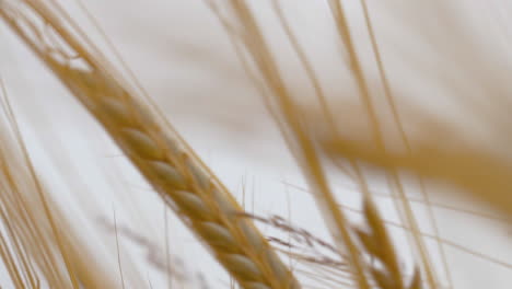 slow-mo: golden wheat ears sway in sunny breeze, a vast field against blue summer sky