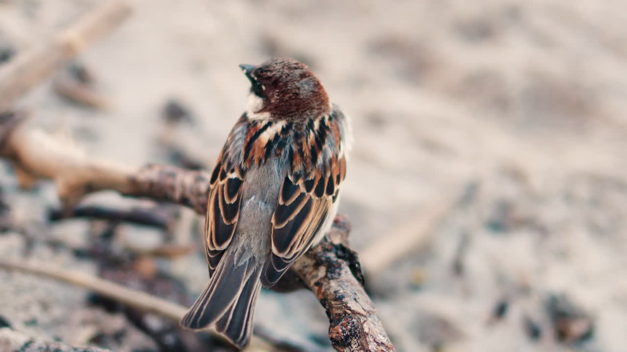 Close up of a sparrow sitting on a branch on the beach with a blurred background