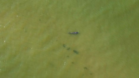 Aerial-footage-of-a-mother-and-baby-dolphin-swimming-together-off-the-coast-of-Sanibel-Island-Florida